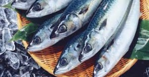 images fish